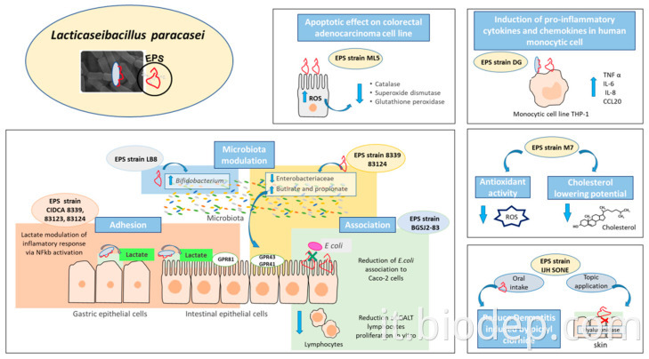 Lactobacillus paracasei LACTOBACILLUS PARACASEI